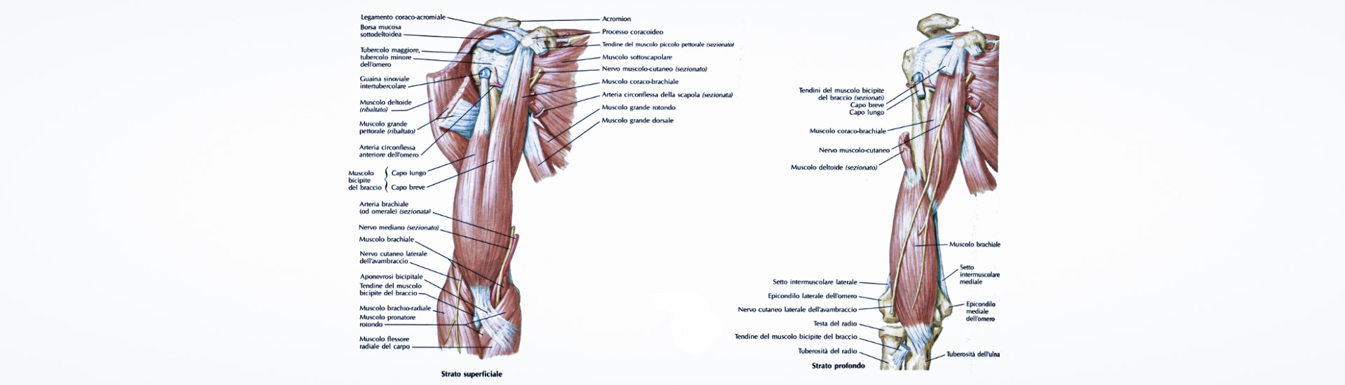 Struttura muscolare gomito